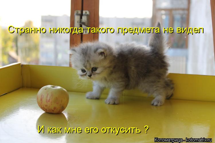 Котоматрица: Странно никогда такого предмета не видел И как мне его откусить ?