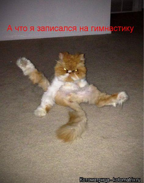 Котоматрица: А что я записался на гимнастику
