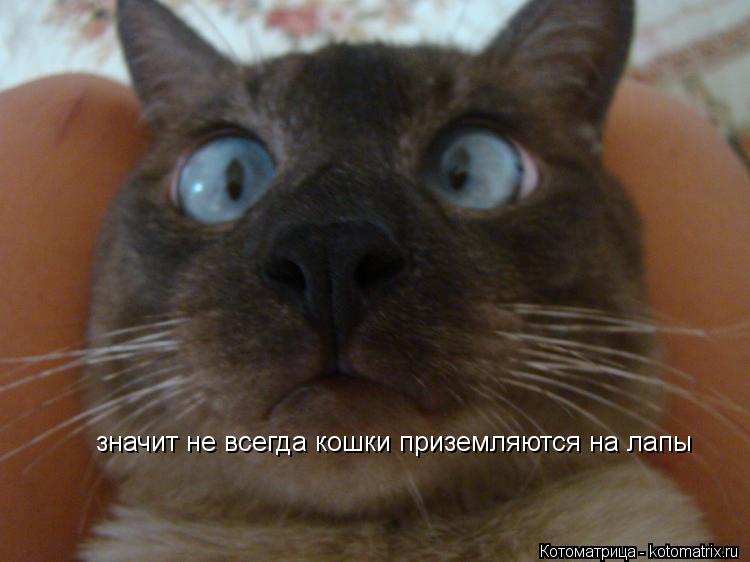 значит не всегда кошки приземляются на лапы... Котоматрица: значит не всегда кошки приземляются на лапы