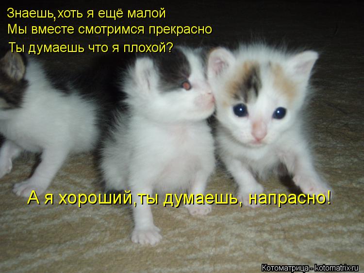 Знаешь хоть я ещё малой Мы вместе смотримся прекрасно Ты думаешь что я плохой? А я хороший,ты думаешь... Котоматрица: Знаешь хоть я ещё малой Мы вместе смотримся прекрасно Ты думаешь что я плохой? А я хороший,ты думаешь, напрасно! ,