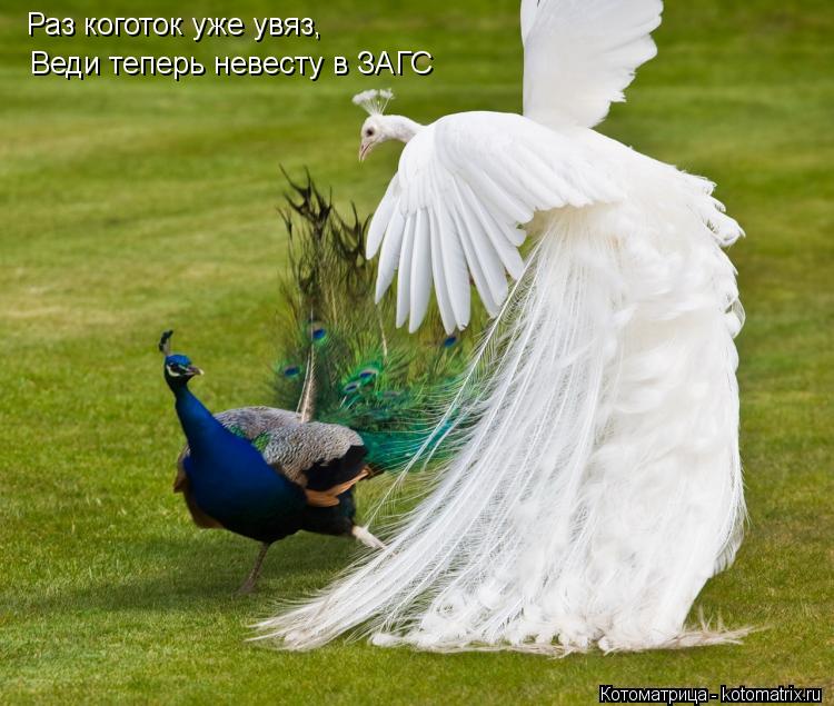 Раз коготок уже увяз, Веди теперь невесту в ЗАГС... Котоматрица: Раз коготок уже увяз, Веди теперь невесту в ЗАГС