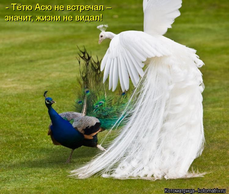 Котоматрица: - Тётю Асю не встречал –                                   значит, жизни не видал!