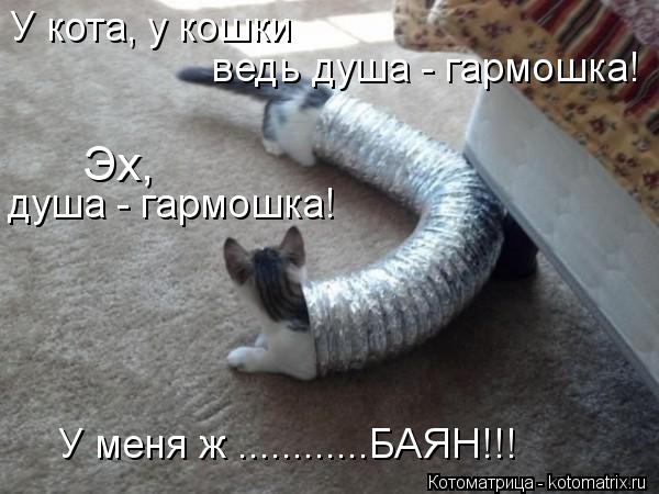 Котоматрица: У кота, у кошки ведь душа - гармошка! Эх, душа - гармошка! У меня ж ............БАЯН!!!