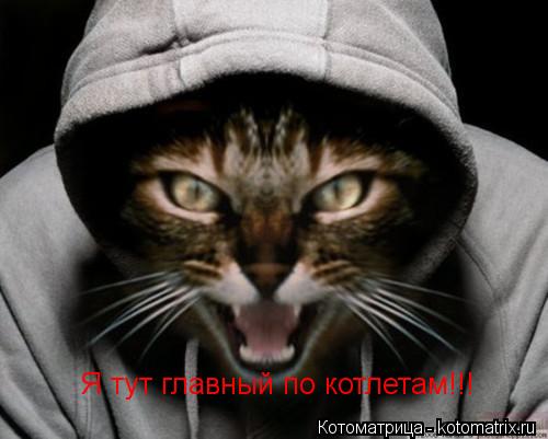 Я тут главный по котлетам!!!... Котоматрица: Я тут главный по котлетам!!!