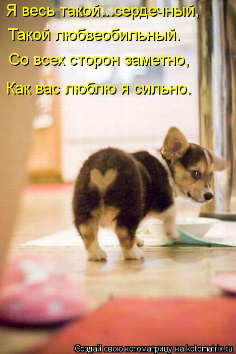 Я весь такой...сердечный, Такой любвеобильный. Со всех сторон заметно, Как вас люблю я сильно.... Котоматрица: Я весь такой...сердечный, Такой любвеобильный. Со всех сторон заметно, Как вас люблю я сильно.