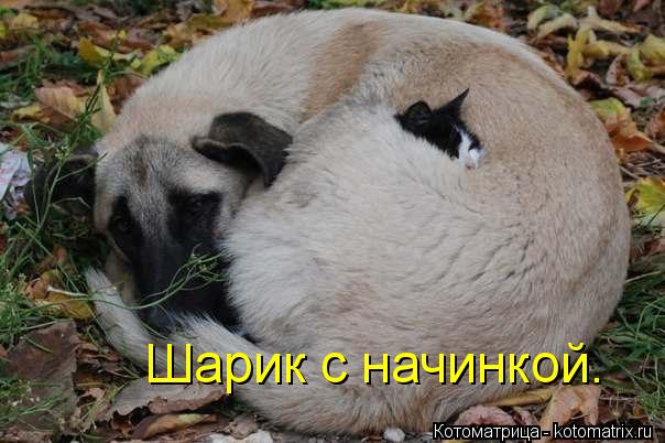 Шарик с начинкой.... Котоматрица: Шарик с начинкой.