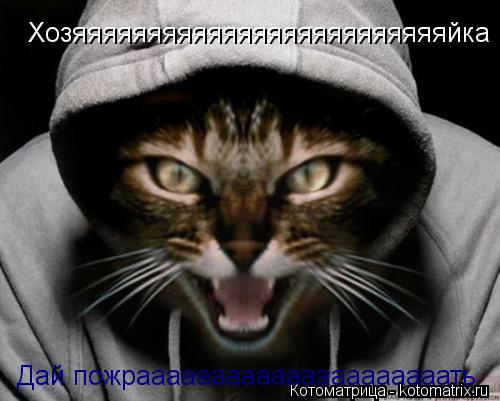 Котоматрица: Хозяяяяяяяяяяяяяяяяяяяяяяяяяйка Дай пожрааааааааааааааааааааать