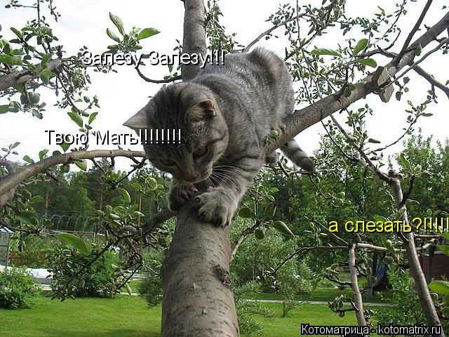 Залезу Залезу!!! а слезать?!!!!! Твою Мать!!!!!!!!... Котоматрица: Залезу Залезу!!! а слезать?!!!!! Твою Мать!!!!!!!!