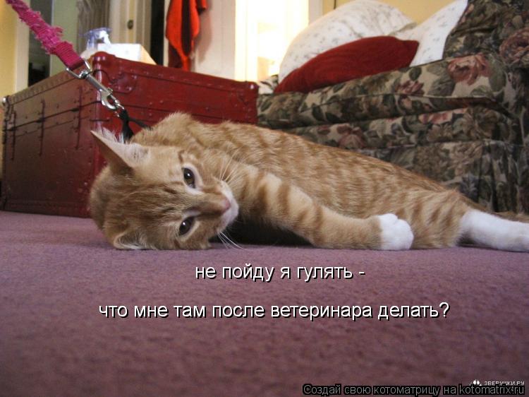 не пойду я гулять - что мне там после ветеринара делать? что мне там после ветеринара делать?... Котоматрица: не пойду я гулять - что мне там после ветеринара делать? что мне там после ветеринара делать?