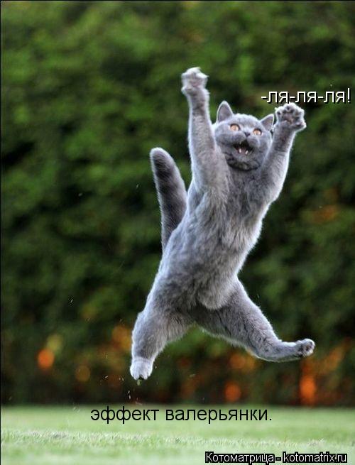-ля-ля-ля! эффект валерьянки.... Котоматрица: -ля-ля-ля! эффект валерьянки.