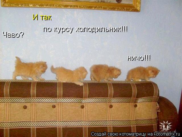 И так по курсу холодильник!!! Чаво? ничо!!!... Котоматрица: И так по курсу холодильник!!! Чаво? ничо!!!