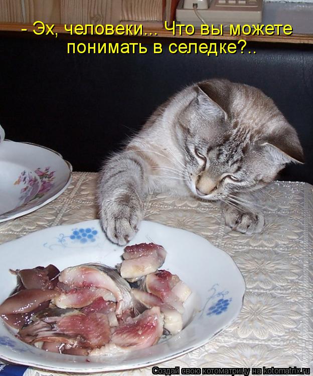 - Эх, человеки... Что вы можете понимать в селедке?..... Котоматрица: - Эх, человеки... Что вы можете понимать в селедке?..