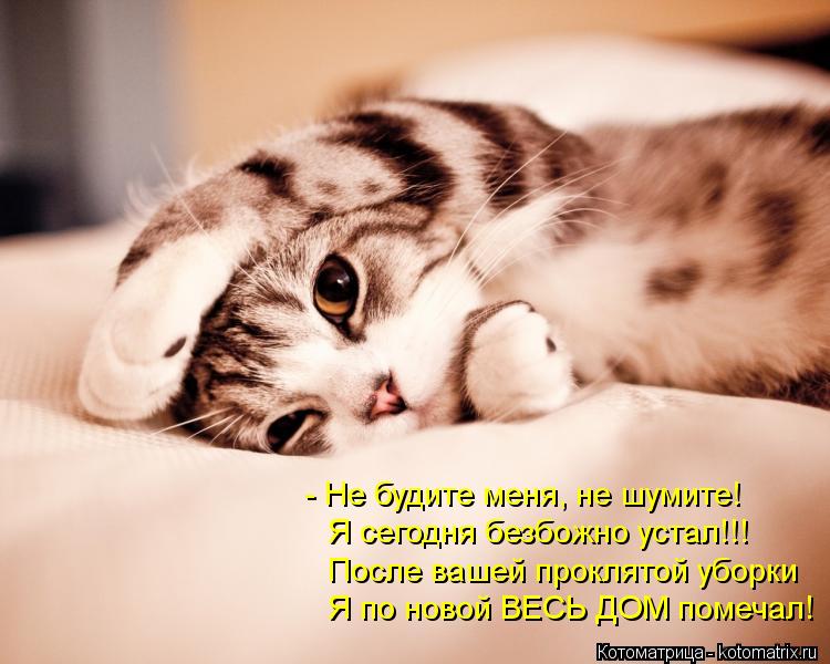 Котоматрица: - Не будите меня, не шумите!  После вашей проклятой уборки Я сегодня безбожно устал!!! Я по новой ВЕСЬ ДОМ помечал!