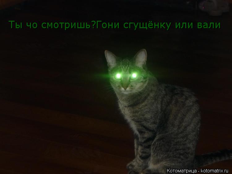 Ты чо смотришь?Гони сгущёнку или вали... Котоматрица: Ты чо смотришь?Гони сгущёнку или вали