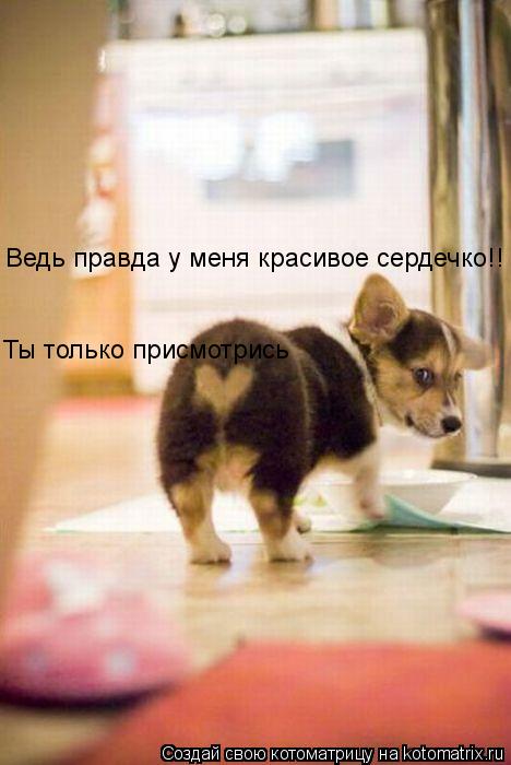 Ведь правда у меня красивое сердечко!! Ты только присмотрись... Котоматрица: Ведь правда у меня красивое сердечко!! Ты только присмотрись