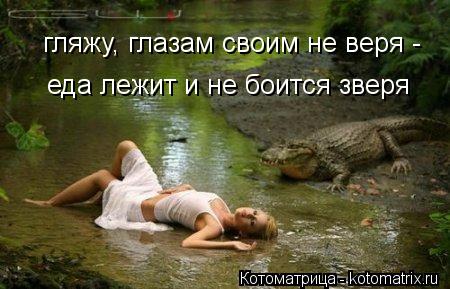 гляжу, глазам своим не веря - еда лежит и не боится зверя... Котоматрица: гляжу, глазам своим не веря - еда лежит и не боится зверя