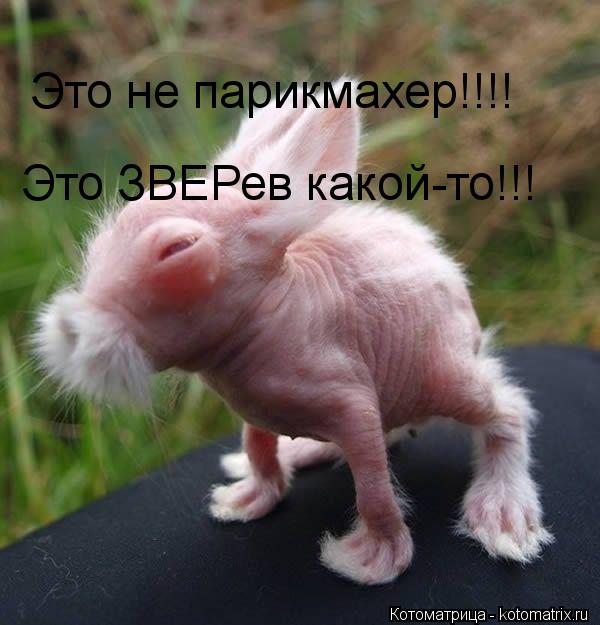 Котоматрица: Это не парикмахер!!!! Это ЗВЕРев какой-то!!!