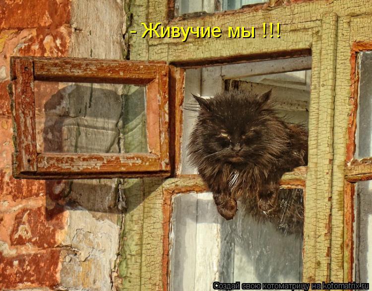 - Живучие мы !!!... Котоматрица: - Живучие мы !!!