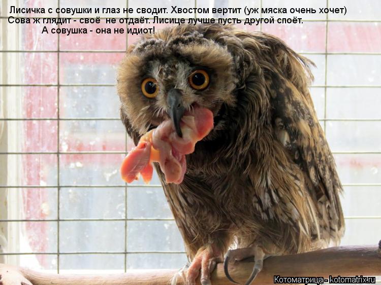 Лисичка с совушки и глаз не сводит. Хвостом вертит (уж мяска очень хочет) Сова ж глядит - своё не от... Котоматрица: Лисичка с совушки и глаз не сводит. Хвостом вертит (уж мяска очень хочет) Сова ж глядит - своё не отдаёт. Лисице лучше пусть другой споёт. А со