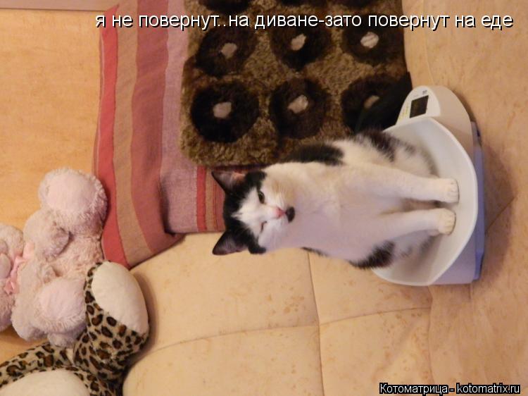 я не повернут..на диване-зато повернут на еде... Котоматрица: я не повернут..на диване-зато повернут на еде
