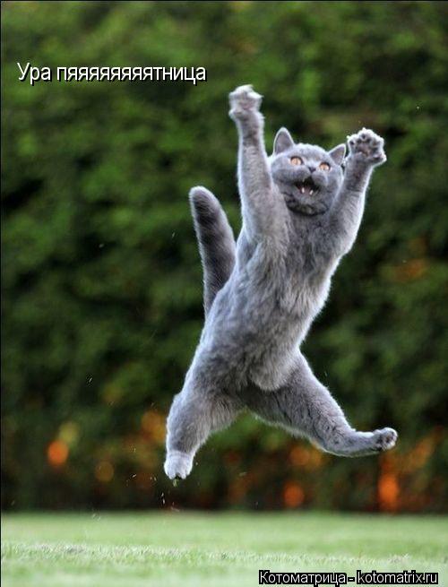 Ура пяяяяяяяятница... Котоматрица: Ура пяяяяяяяятница