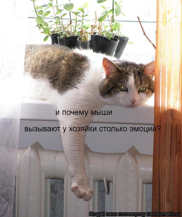 и почему мыши вызывают у хозяйки столько эмоций?... Котоматрица: и почему мыши вызывают у хозяйки столько эмоций?