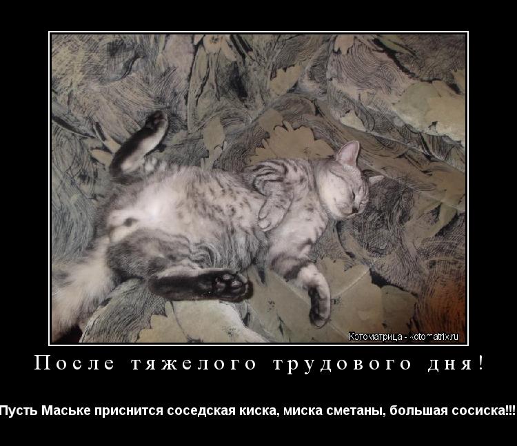 После тяжелого трудового дня! Пусть Маське приснится соседская киска, миска сметаны, большая сосиска!... Котоматрица: После тяжелого трудового дня! Пусть Маське приснится соседская киска, миска сметаны, большая сосиска!!!