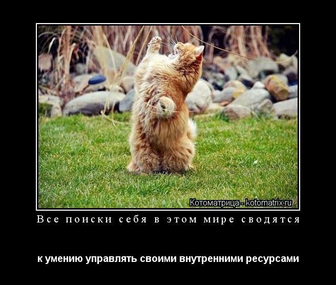 Все поиски себя в этом мире сводятся к умению управлять своими внутренними ресурсами... Котоматрица: Все поиски себя в этом мире сводятся к умению управлять своими внутренними ресурсами