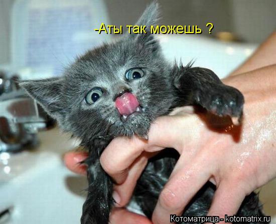 -Аты так можешь ?... Котоматрица: -Аты так можешь ?