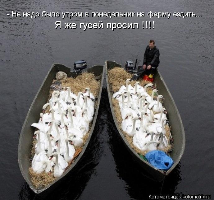 - Не надо было утром в понедельник на ферму ездить... Я же гусей просил !!!!... Котоматрица: - Не надо было утром в понедельник на ферму ездить... Я же гусей просил !!!!