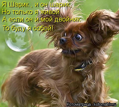 Я Шарик , и он шарик Но только я живой А если он и мой двойник То буду я собой! ,... Котоматрица: Я Шарик , и он шарик Но только я живой А если он и мой двойник То буду я собой! ,