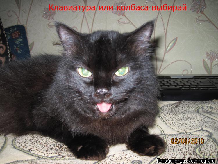 Клавиатура или колбаса выбирай... Котоматрица: Клавиатура или колбаса выбирай