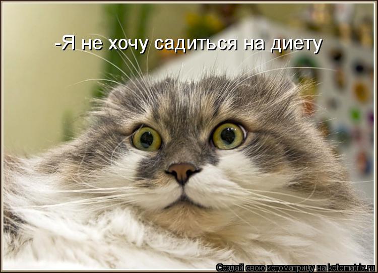 -Я не хочу садиться на диету... Котоматрица: -Я не хочу садиться на диету