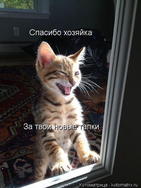 Спасибо хозяйка За твои новые тапки... Котоматрица: Спасибо хозяйка За твои новые тапки
