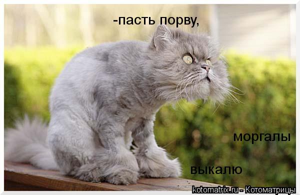-пасть порву, моргалы выкалю... Котоматрица: -пасть порву, моргалы выкалю