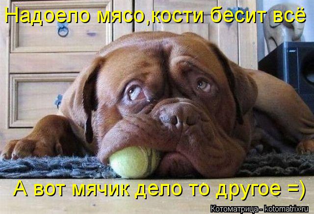 Надоело мясо,кости бесит всё ! А вот мячик дело то другое =)... Котоматрица: Надоело мясо,кости бесит всё ! А вот мячик дело то другое =)