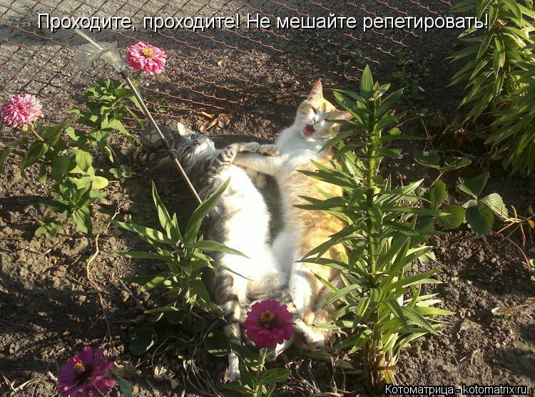 Проходите, проходите! Не мешайте репетировать!... Котоматрица: Проходите, проходите! Не мешайте репетировать!