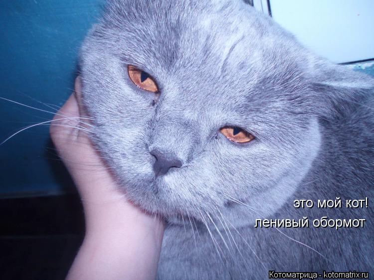 это мой кот! ленивый обормот... Котоматрица: это мой кот! ленивый обормот