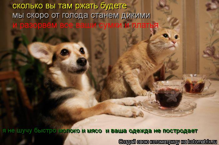 сколько вы там ржать будете мы скоро от голода станем дикими и разорвём все ваши сумки и платья я не ... Котоматрица: сколько вы там ржать будете мы скоро от голода станем дикими и разорвём все ваши сумки и платья я не шучу быстро молоко и мясо и ваша одежда