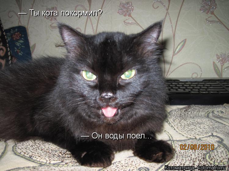 — Ты кота покормил? — Он воды поел...... Котоматрица: — Ты кота покормил? — Он воды поел...
