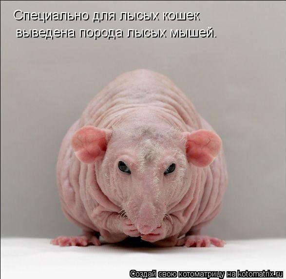 Специально для лысых кошек выведена порода лысых мышей.... Котоматрица: Специально для лысых кошек выведена порода лысых мышей.