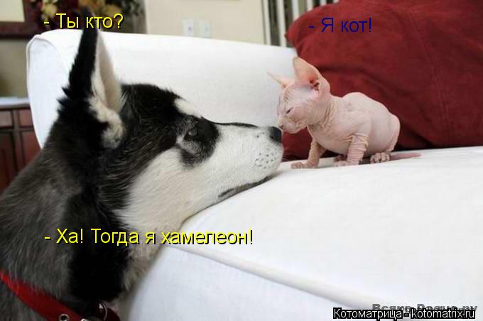 - Ты кто? - Я кот! - Ха! Тогда я хамелеон!... Котоматрица: - Ты кто? - Я кот! - Ха! Тогда я хамелеон!