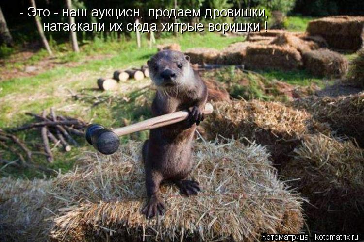 - Это - наш аукцион, продаем дровишки, натаскали их сюда хитрые воришки !... Котоматрица: - Это - наш аукцион, продаем дровишки, натаскали их сюда хитрые воришки !