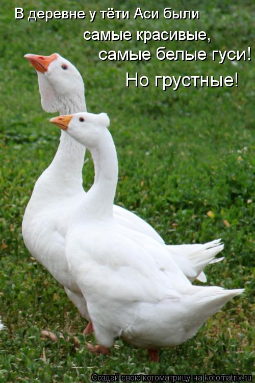 В деревне у тёти Аси были самые белые гуси! самые красивые, Но грустные!... Котоматрица: В деревне у тёти Аси были самые белые гуси! самые красивые, Но грустные!