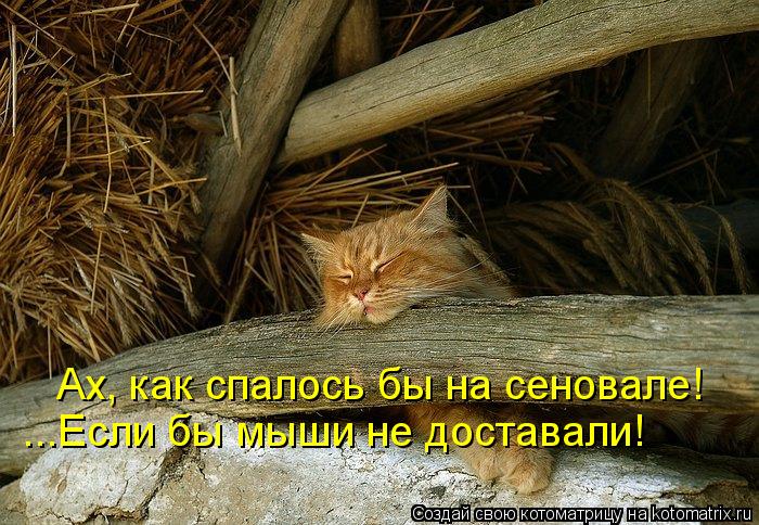 Котоматрица: ...Если бы мыши не доставали! Ах, как спалось бы на сеновале!