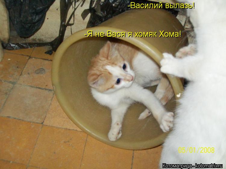 -Василий вылазь! -Я не Вася я хомяк Хома!... Котоматрица: -Василий вылазь! -Я не Вася я хомяк Хома!