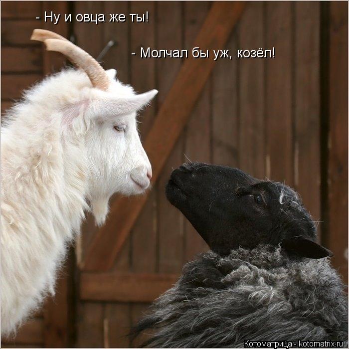 - Ну и овца же ты! - Молчал бы уж, козёл!... Котоматрица: - Ну и овца же ты! - Молчал бы уж, козёл!