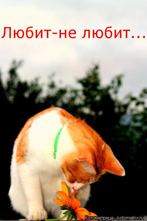 Любит-не любит...... Котоматрица: Любит-не любит...