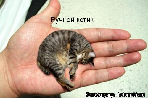 Ручной котик... Котоматрица: Ручной котик