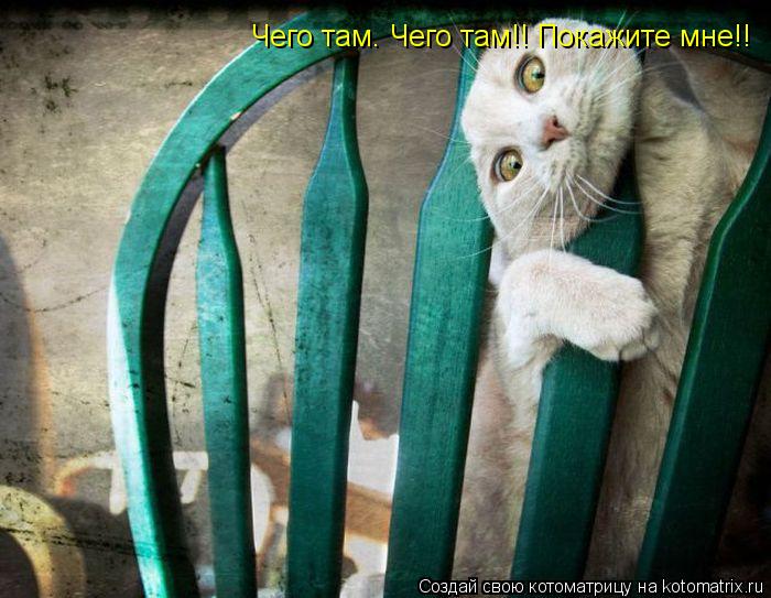 Чего там. Чего там!! Покажите мне!!... Котоматрица: Чего там. Чего там!! Покажите мне!!
